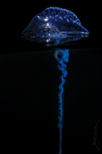 ~ Electric Blue ~ by Geo Cloete 